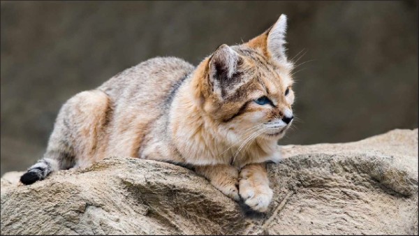 Chọn hình ảnh có chủ thể nổi bật và đặt trung tâm