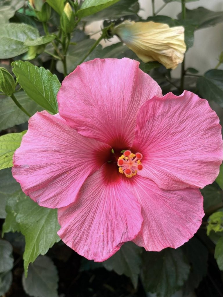 so sánh camera của các dòng iphone