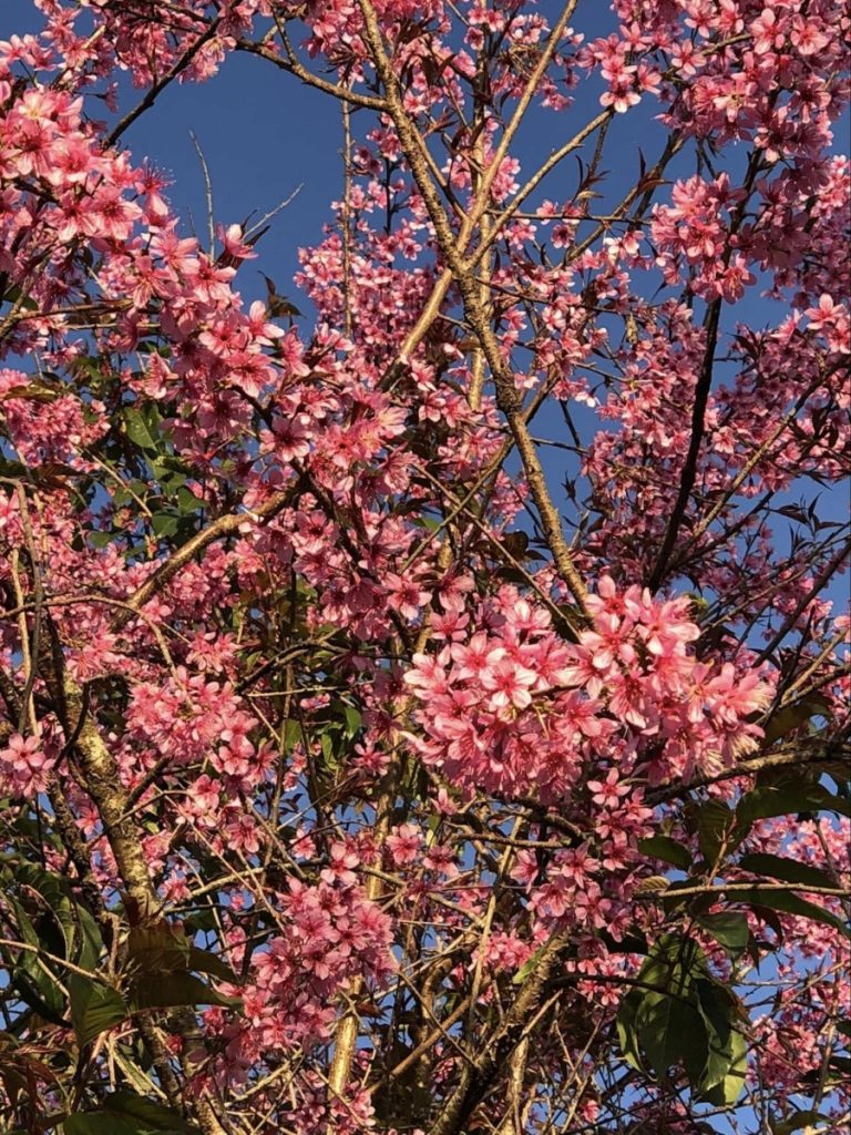 so sánh camera của các dòng iphone