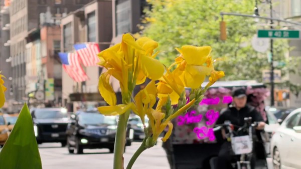 iPhone 17 Pro Max chụp ảnh có màu sắc tươi sáng, độ sáng cao, chi tiết rõ