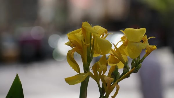 Sony A6000 cho ra bức ảnh chụp chân thực hơn