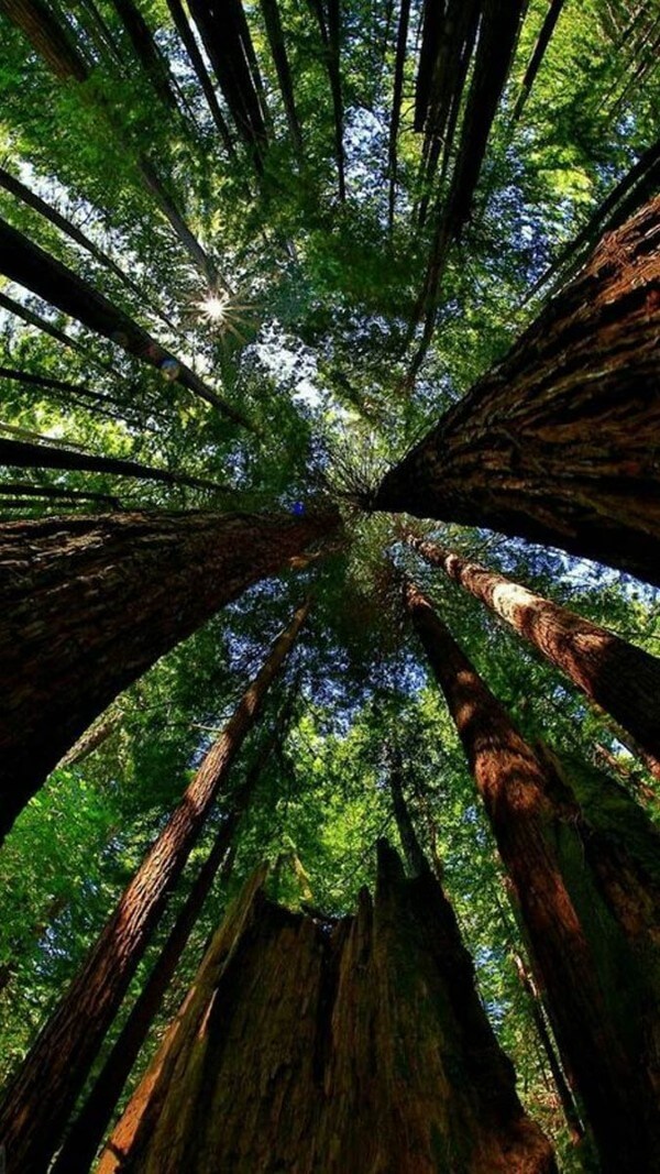 Hình nền rừng cây