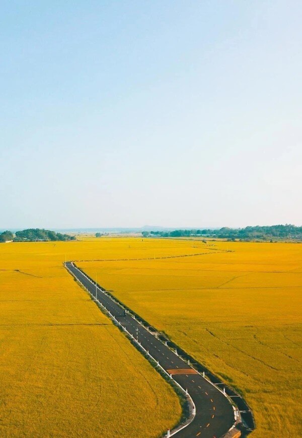 Hình nền cánh đồng lúa chín