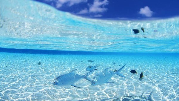 Những biểu tượng hình nền may mắn cho mệnh Thủy