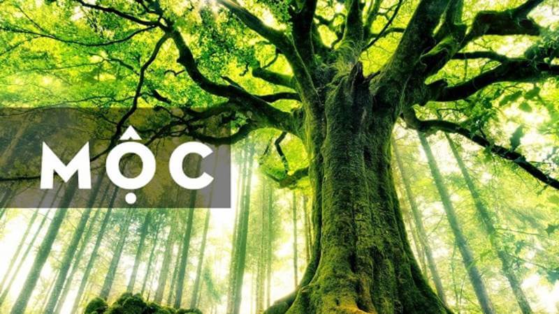 Lợi ích khi dùng hình nền phong thủy cho người mệnh Mộc