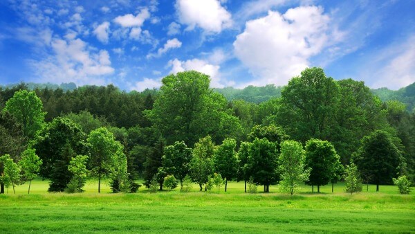 Hình nền cánh đồng xanh mướt