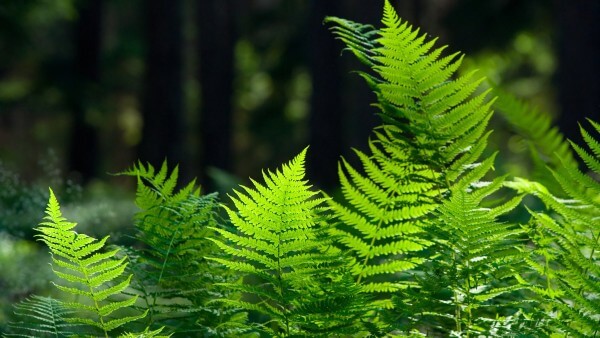 Ý nghĩa khi dùng hình nền phong thủy mệnh Mộc