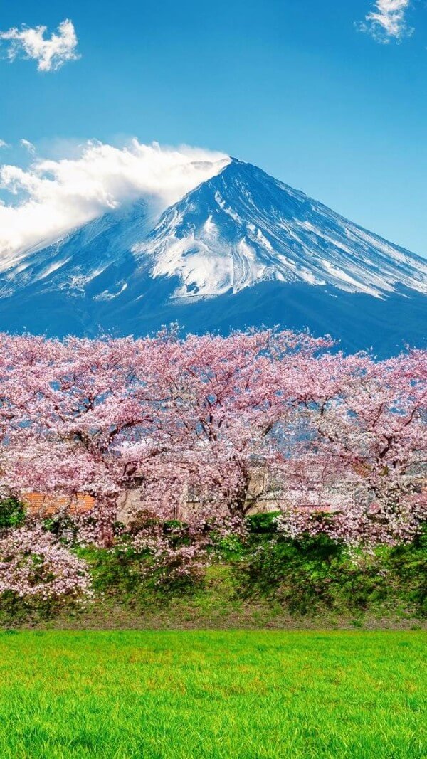 Hình nền cây xanh và hoa lá