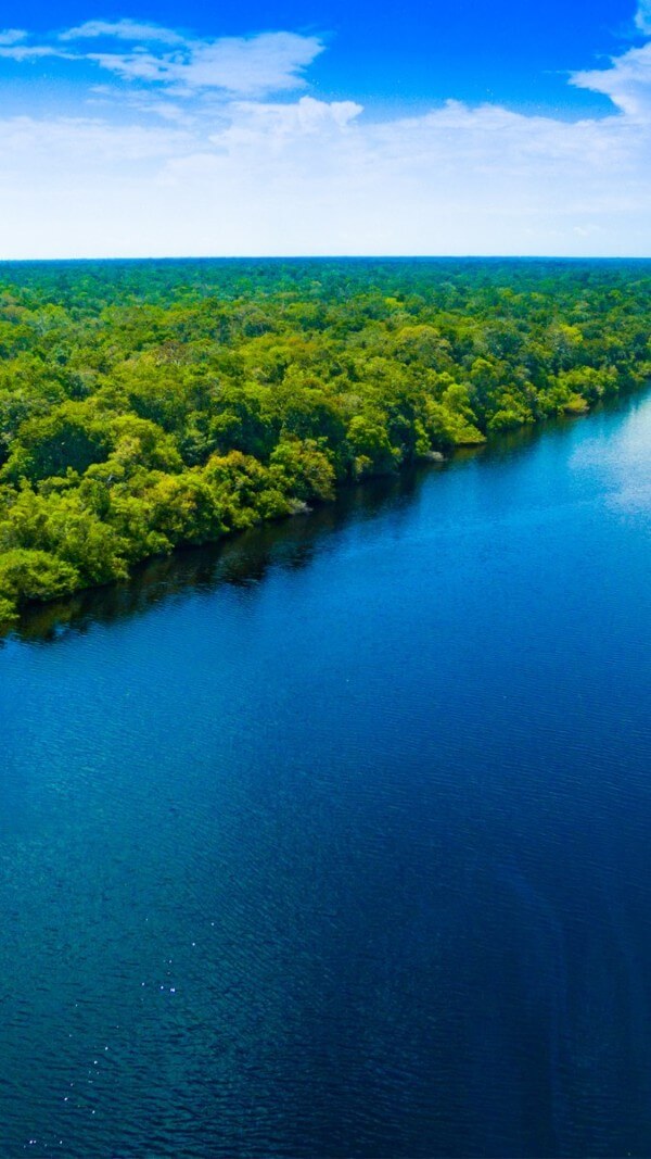 Hình nền rừng xanh bạt ngàn