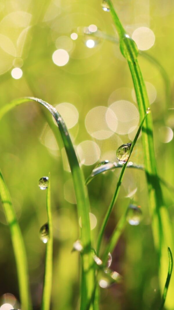 Hình nền phong cảnh thiên nhiên sáng sớm