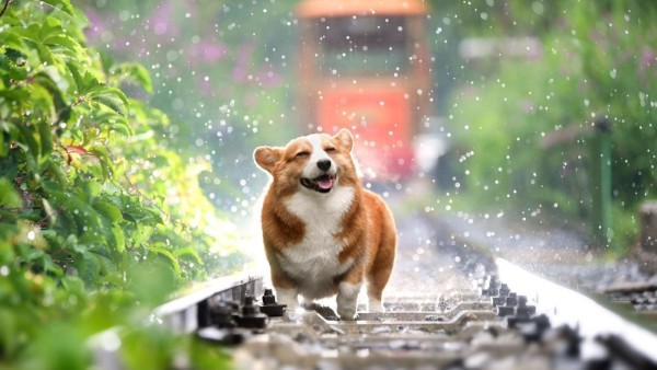 Hình nền thú cưng đáng yêu và vui vẻ 