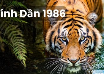 Sinh năm 1986 hợp màu gì? Giải mã màu may mắn tuổi Bính Dần năm 2027