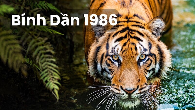 Người sinh năm 1986 tuổi Bính Dần và thuộc hành Hỏa