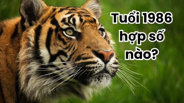 Những con số may mắn cho tuổi 1986