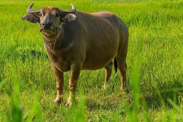 Màu xanh thuộc hành Mộc là nhóm màu tương sinh với người Kỷ Sửu