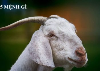 Sinh năm 2015 hợp màu gì? Giải mã màu may mắn tuổi Ất Mùi năm 2027