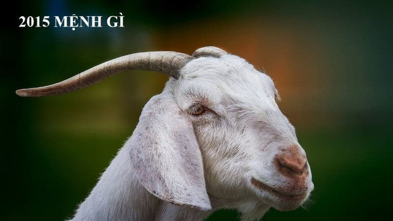 Người sinh năm 2015 là Ất Mùi, thuộc mệnh Kim (Sa Trung Kim)