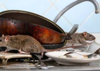 Cách đuổi chuột vĩnh viễn ra khỏi nhà hiệu quả, dễ áp dụng