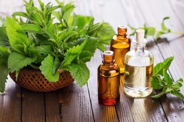 Sử dụng các loại tinh dầu bạc hà, quế để đuổi chuột