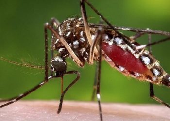 Tổng hợp 10 cách đuổi muỗi trong nhà tự nhiên, hiệu quả và an toàn