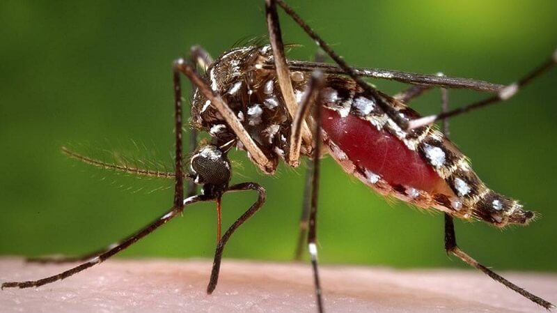 Những lý do nên chủ động đuổi muỗi trong nhà