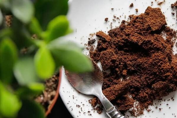 Bã cà phê sấy thật khô rồi đốt ở nơi thông thoáng