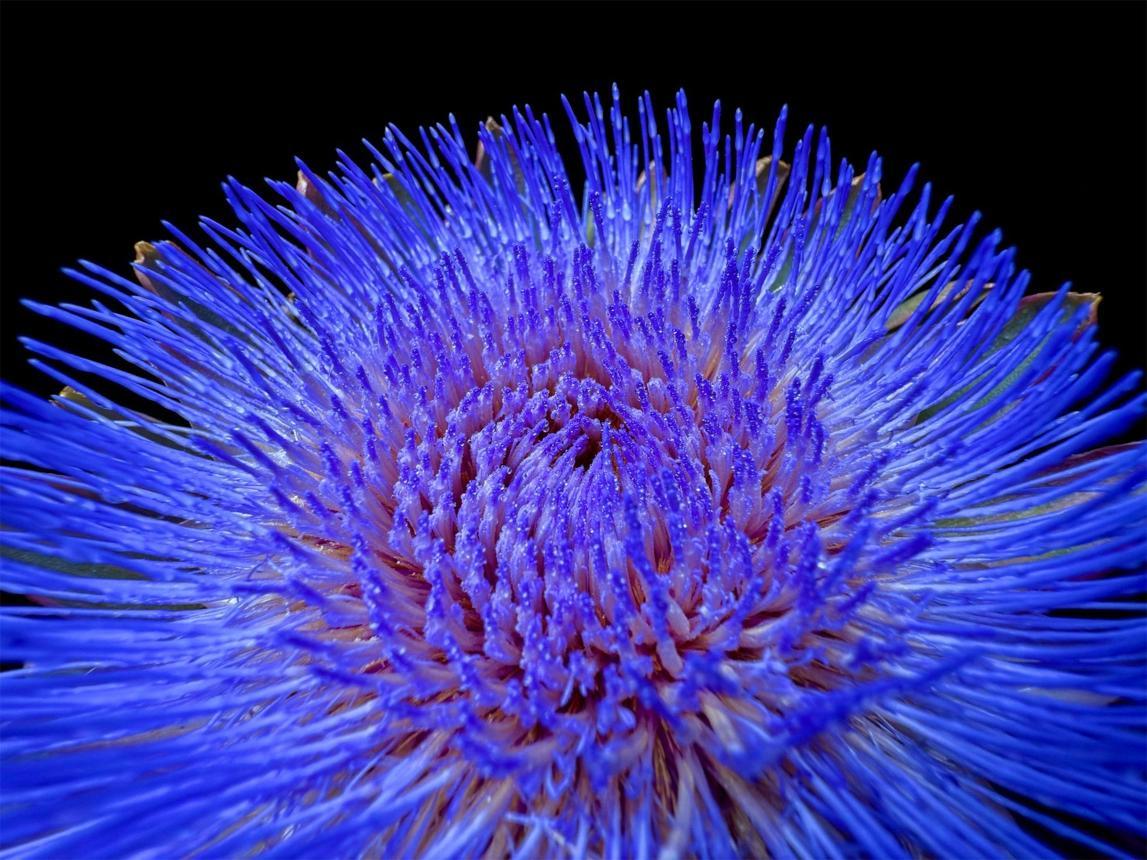 iPhone 16 series: Official camera samples - PhoneArena