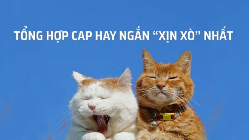 Tổng hợp những caption hay ngắn vui nhộn nhất cho mọi dịp