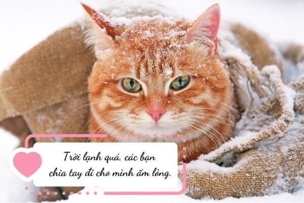 Những caption mùa đông hài hước, gần gũi và vui vẻ