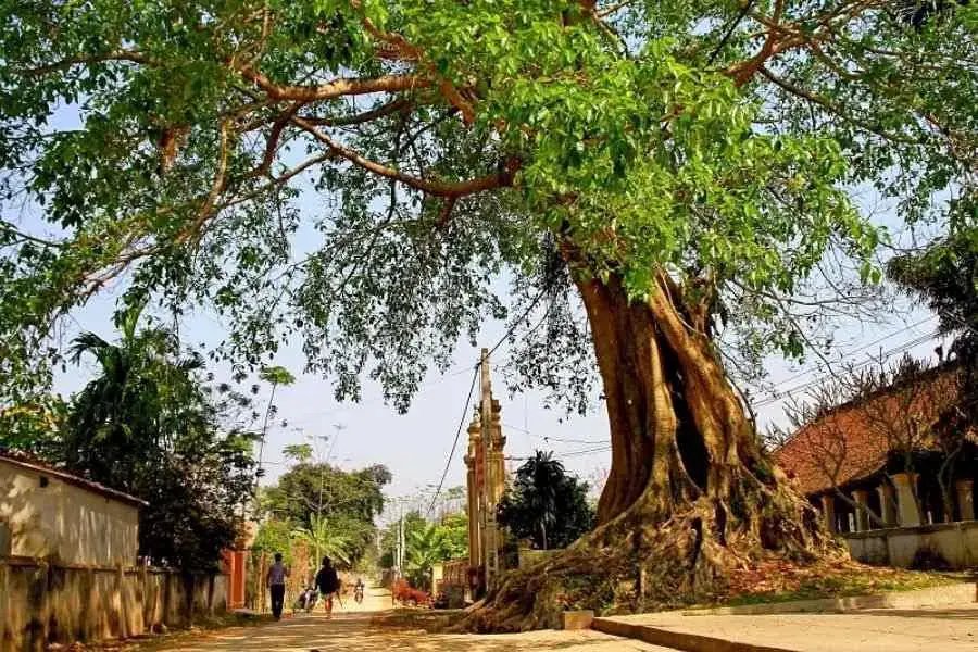 Cây đa là cây nhiều âm khí, không nên trồng trước nhà