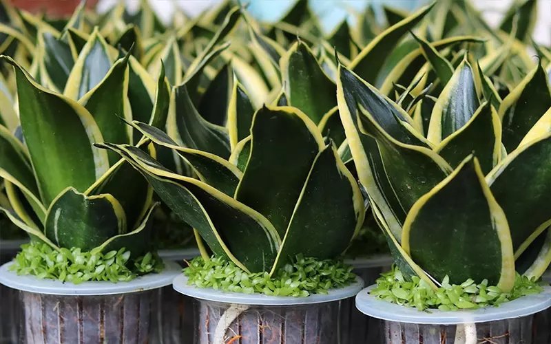 Cây lưỡi hổ phù hợp để trồng trước nhà cho người mệnh Thổ