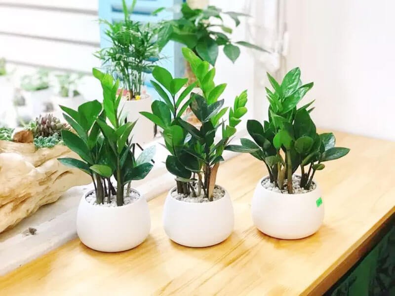 Cây Kim tiền là cây nên trồng trước nhà cho người tuổi Tý