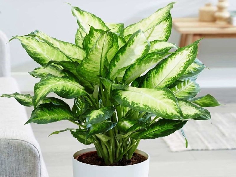 Cây Vạn niên thanh là cây nên trồng trước nhà cho người tuổi Thìn
