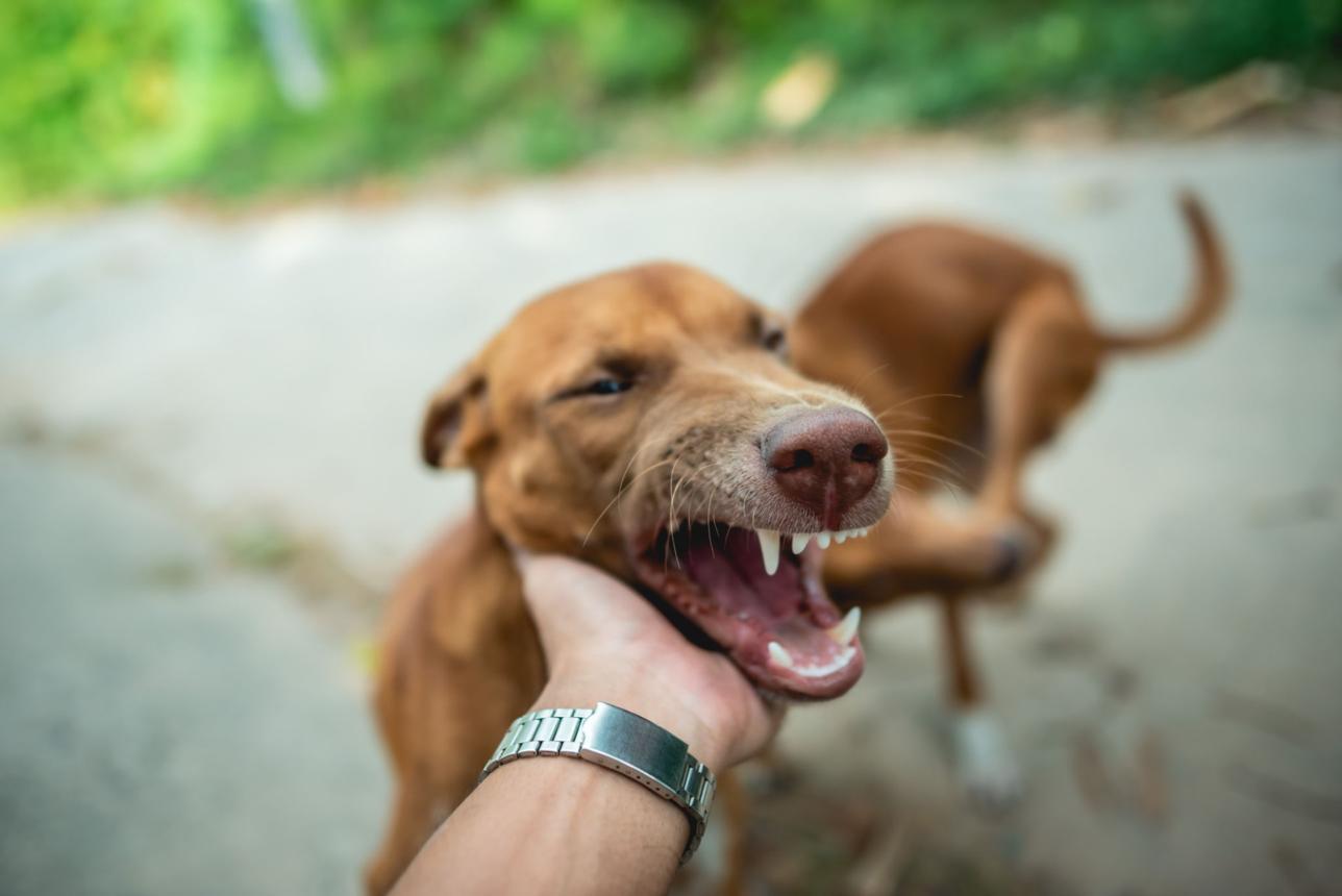 Giấc mơ chó cắn tay thường được liên hệ với sự cảnh giác, niềm tin và những thay đổi trong các mối quan hệ.