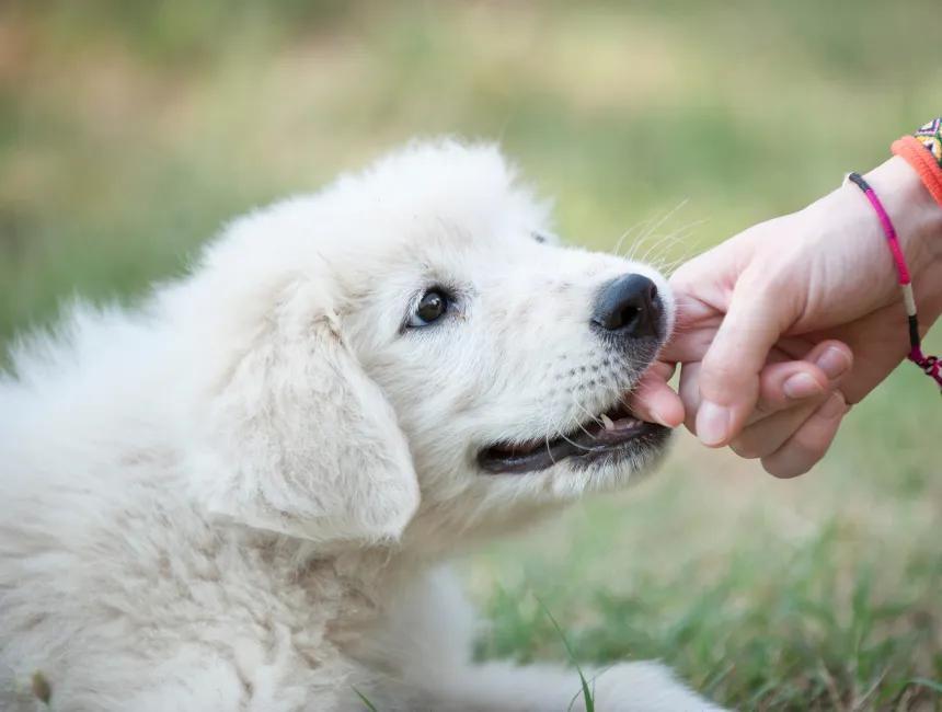 Nằm mơ thấy chó cắn vào tay nhưng không đau