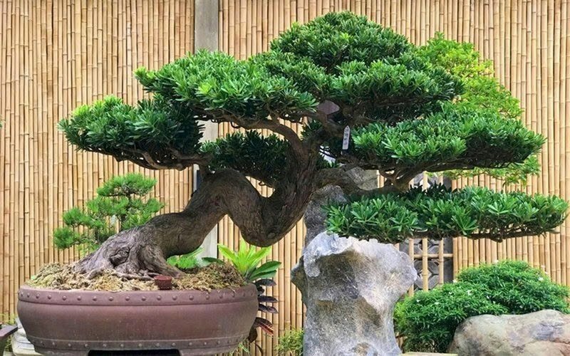 Người tuổi Thân nên chọn cây Tùng bồng lai để trồng trước nhà