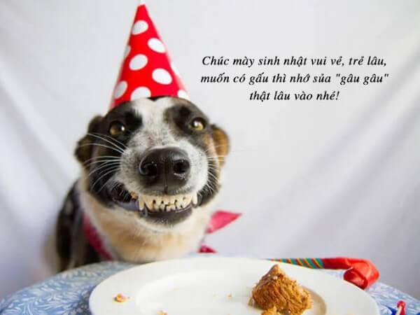 Những lời chúc sinh nhật cho bạn thân đơn giản và hài hước