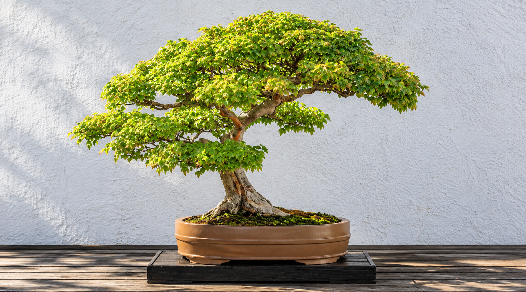 Một chậu cây bonsai sẽ khiến bố tìm thấy niềm vui tao nhã khi được tự tay chăm chút, tạo dáng cho cây mỗi ngày.