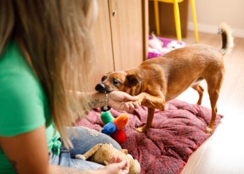 Nằm mơ thấy chó cắn vào tay đánh số gì? Hên hay xui, điềm báo gì?