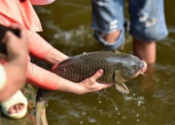 Văn khấn phóng sinh đơn giản, đầy đủ và dễ đọc