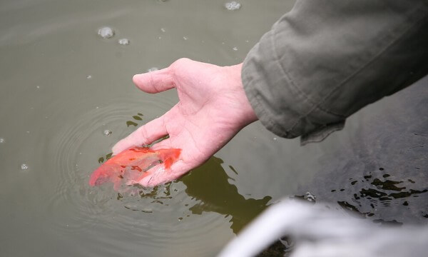 Gợi ý mẫu lời nguyện tại nơi thả vật phóng sinh
