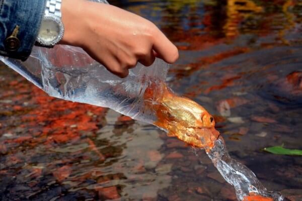 Lựa chọn những thời điểm phóng sinh tốt nhất